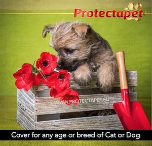 Puppy in a gardening crate with red poppies advertising Protectapet Pet Healthcare Plans